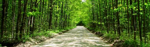 inglês na Sandy Spring com Language International